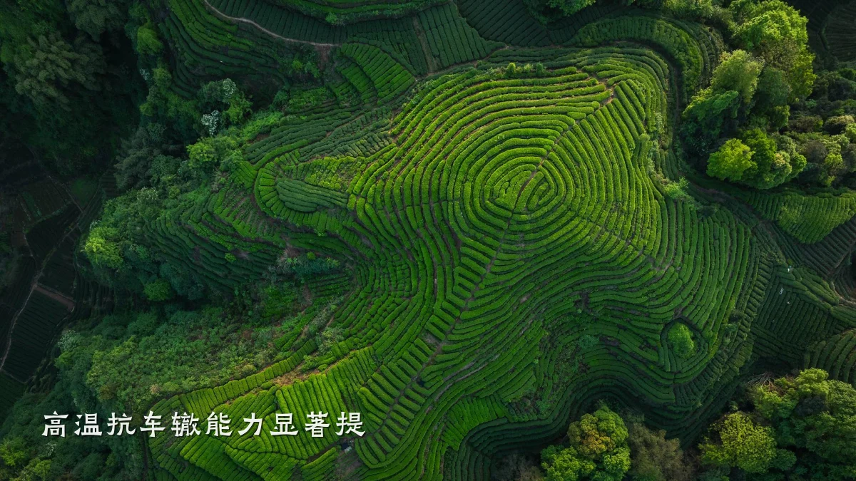 高温抗车辙能力显著提