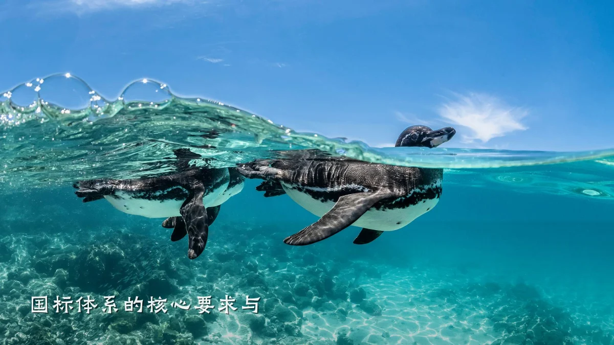 国标体系的核心要求与