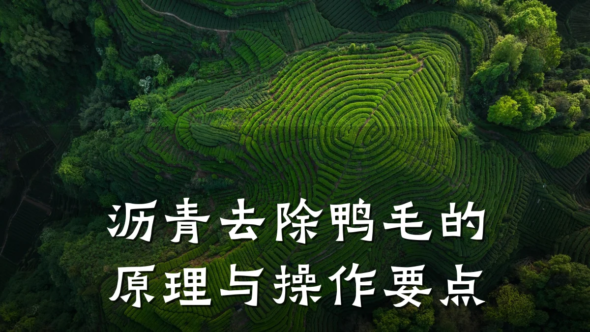 沥青去除鸭毛的原理与操作要点