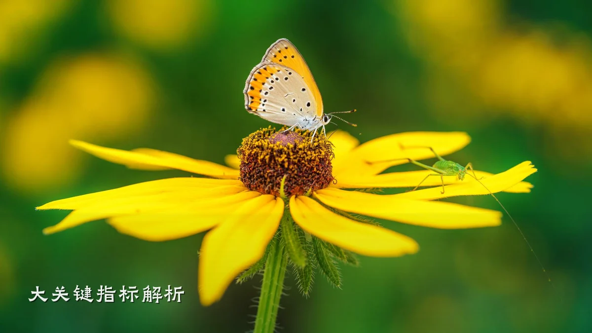 大关键指标解析