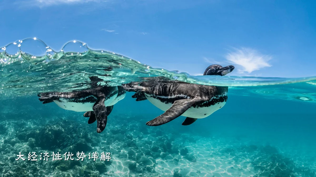 大经济性优势详解