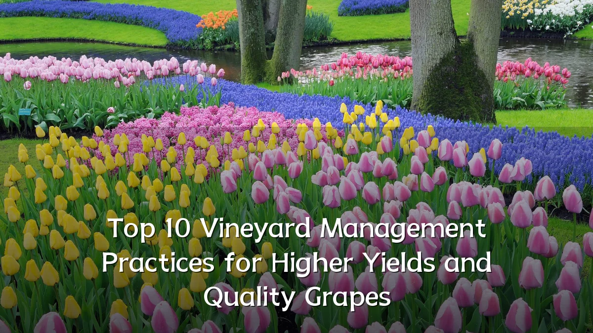 Top 10 Vineyard Management Practices for Higher Yields and Quality Grapes
