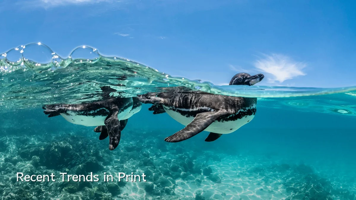 Recent Trends in Print